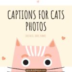 captions for cats photos