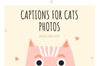 captions for cats photos