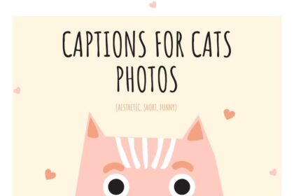 captions for cats photos