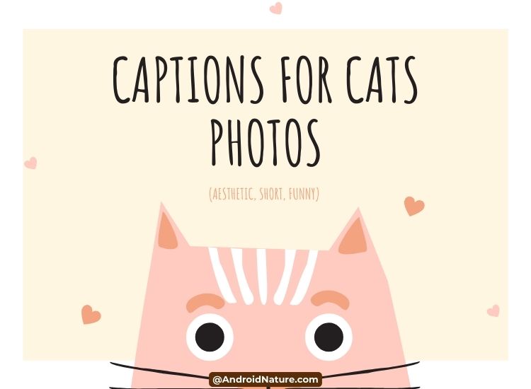 captions for cats photos